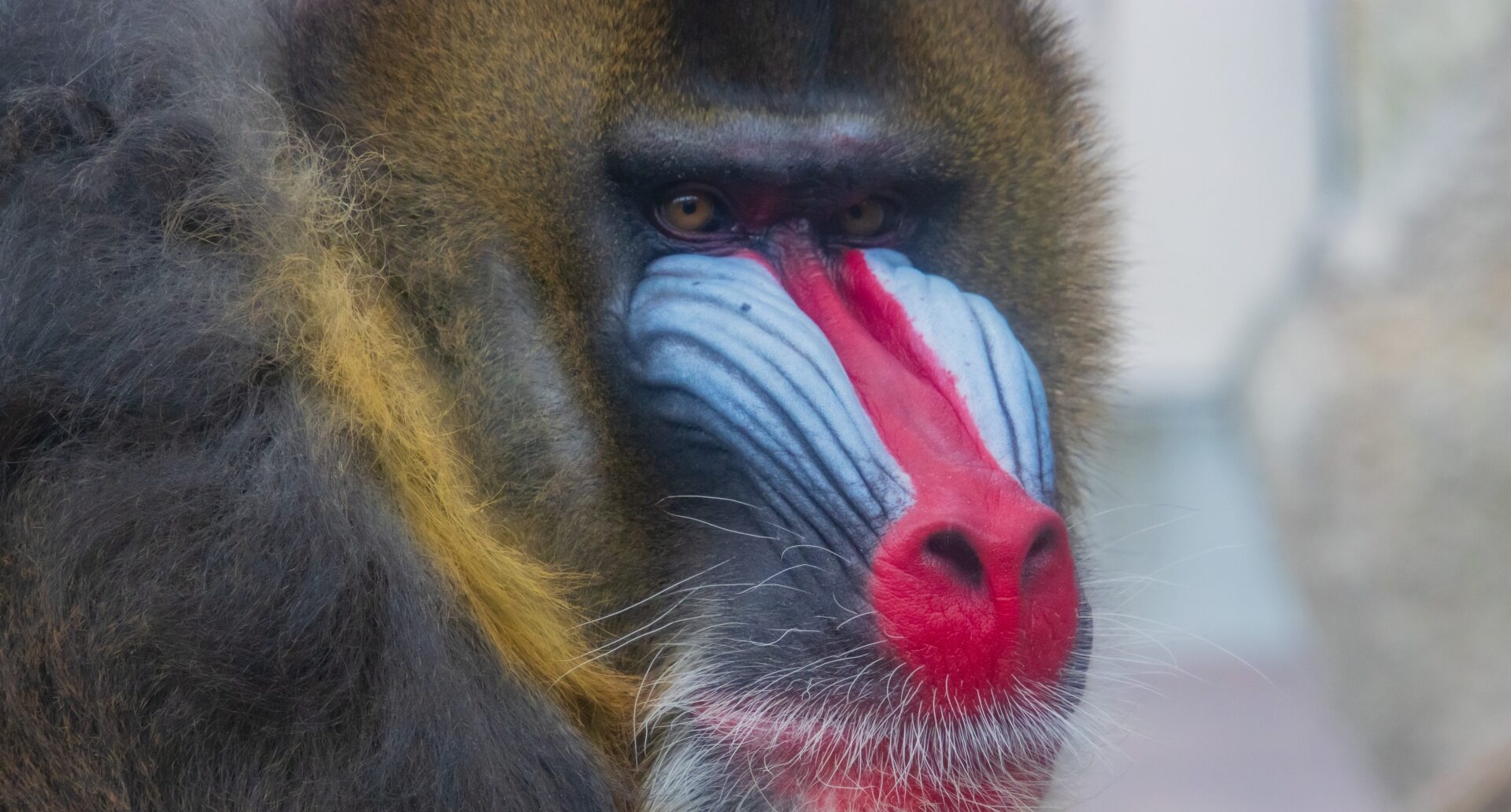 マントヒヒ